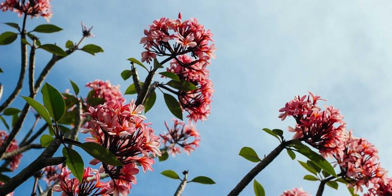 美术高考制胜法宝：中外美术史高效备考与作品分析高分技巧