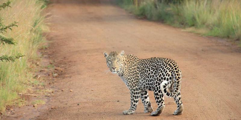 美术高考校考突围指南：清华央美等顶尖院校命题创作针对性备战策略